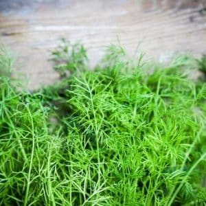 Las mejores variedades de eneldo para verduras sin sombrillas para cultivo en invernadero, campo abierto y en casa.