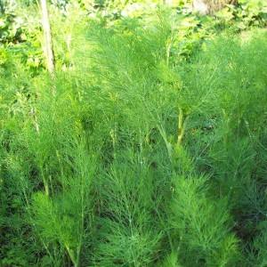 Las mejores variedades de eneldo para verduras sin sombrillas para cultivo en invernadero, campo abierto y en casa.