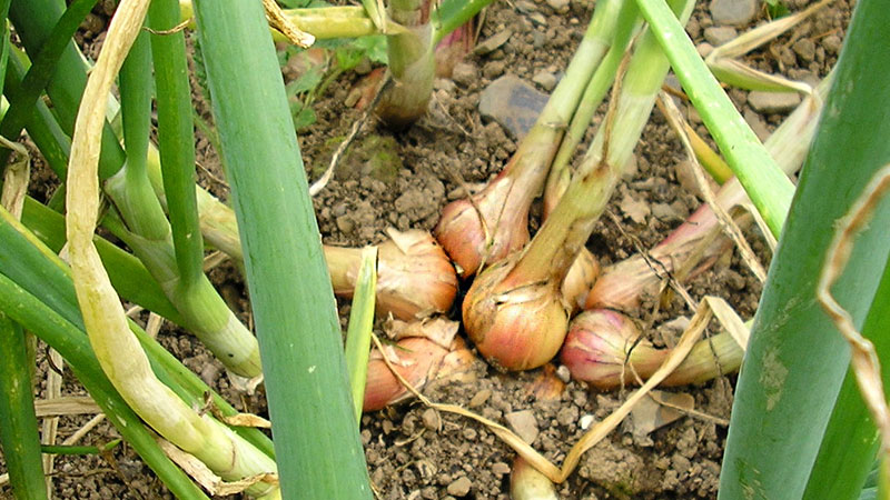 Variétés de variétés d'oignons Famille et leurs caractéristiques