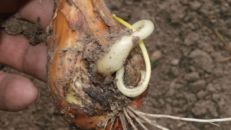 What type of worms is the onion nematode, and how to fight it