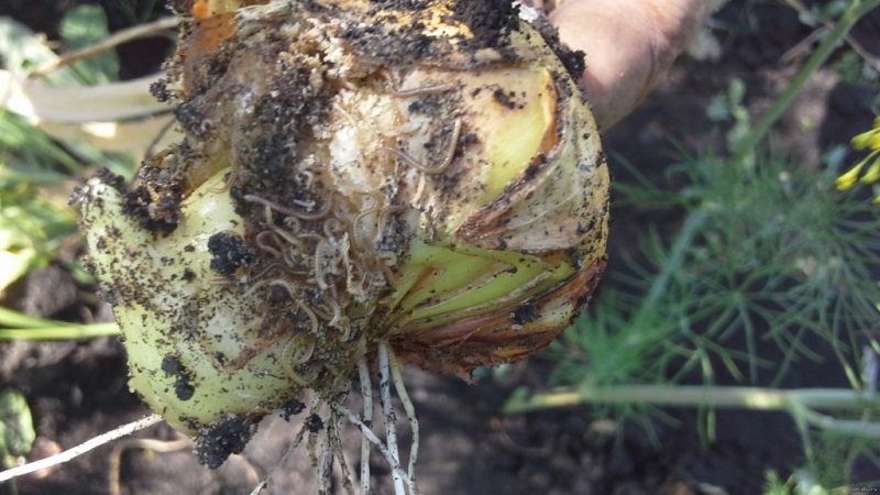 What type of worms is the onion nematode, and how to fight it