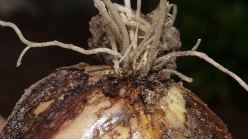 What type of worms is the onion nematode, and how to fight it