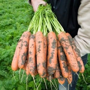 High-yielding first generation carrot hybrid: Baltimore f1