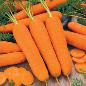 High-yielding first generation carrot hybrid: Baltimore f1