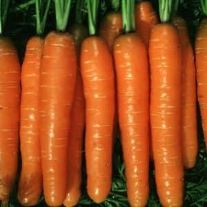 High-yielding first generation carrot hybrid: Baltimore f1