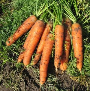 Late-ripening table carrot hybrid Bolero f1: paglalarawan at mga tampok ng paglilinang