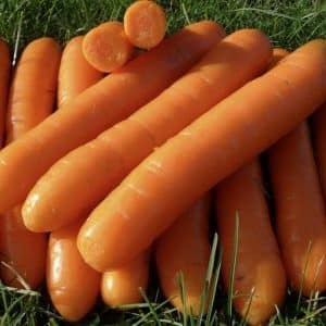 Late-ripening table carrot hybrid Bolero f1: description and cultivation features