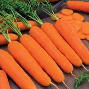 Late-ripening and high-yielding carrots Emperor: description of the variety