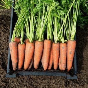 Carrot hybrid for long-term storage Canada f1