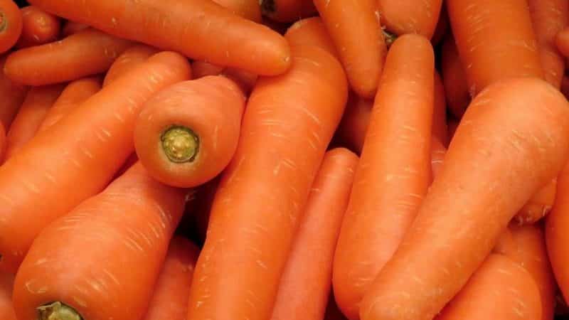 Carrot hybrid for long-term storage Canada f1