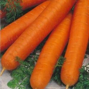 High-yielding carrot variety Romos na may malakas na kaligtasan sa sakit