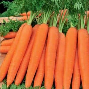 High-yielding carrot variety Romos na may malakas na kaligtasan sa sakit