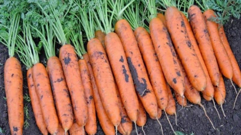 High-yielding carrot variety Romos na may malakas na kaligtasan sa sakit