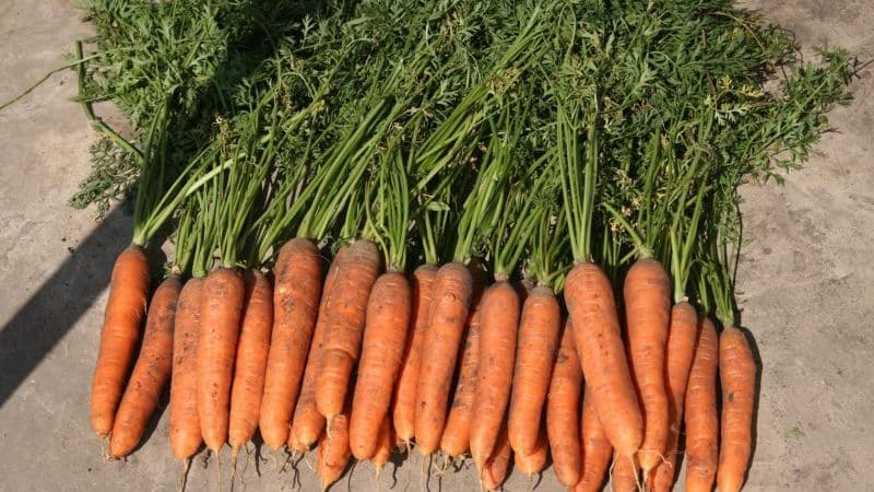 Mid-season carrot variety na Samson