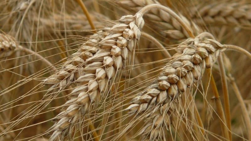 Is het mogelijk om rogge te geven aan konijnen, kippen, varkens en koeien?