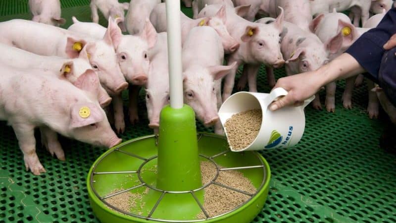 Is het mogelijk om rogge te geven aan konijnen, kippen, varkens en koeien?