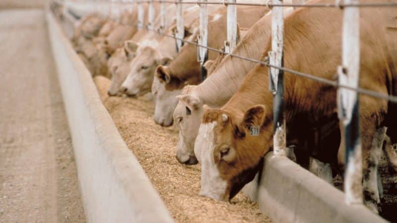 ¿Se puede dar centeno a conejos, gallinas, cerdos y vacas?