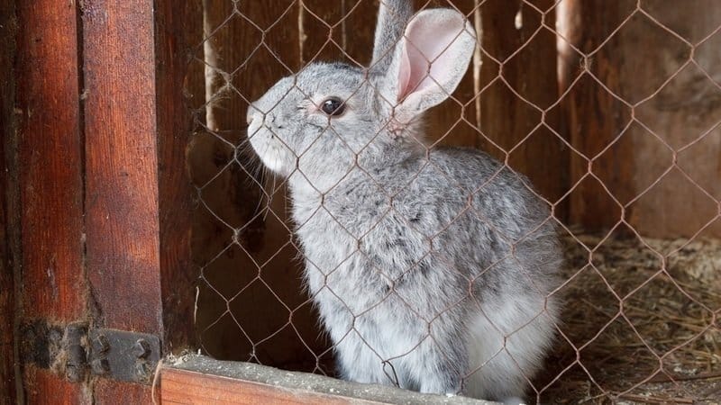 ¿Se puede dar centeno a conejos, gallinas, cerdos y vacas?