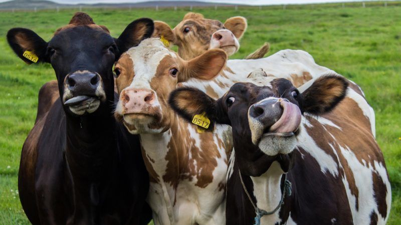 Is het mogelijk om rogge te geven aan konijnen, kippen, varkens en koeien?