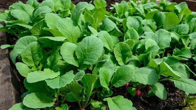 Adakah mungkin makan batang dan daun lobak?