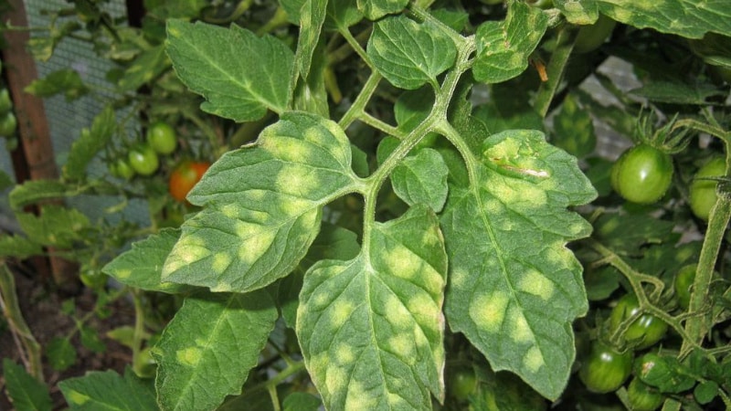 What to do if yellow spots appear on tomato leaves: diagnose the cause and effectively combat it