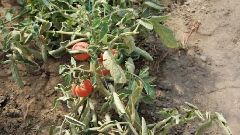 Hva du skal gjøre hvis gule flekker vises på tomatblader: diagnostiser årsaken og bekjemp den effektivt