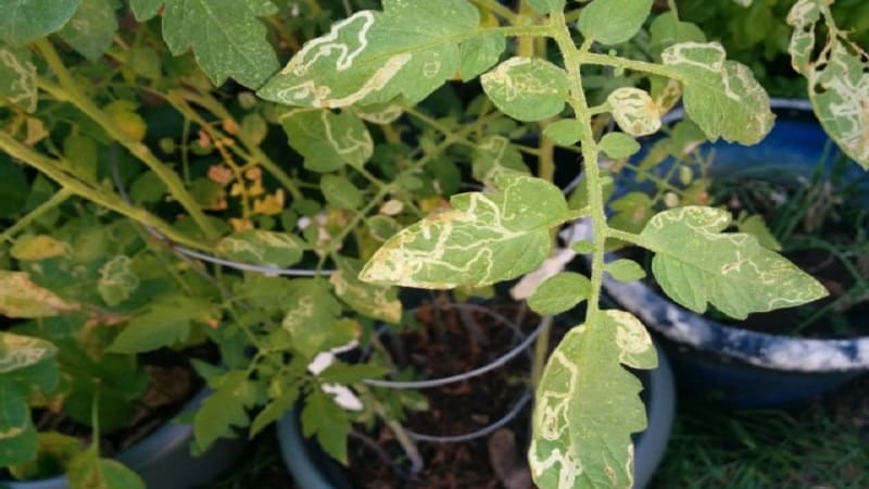 O que fazer se aparecerem manchas amarelas nas folhas do tomate: diagnosticar a causa e combatê-la eficazmente