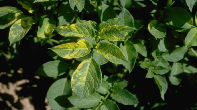 Que faire si des taches jaunes apparaissent sur les feuilles de tomates : diagnostiquer la cause et la combattre efficacement