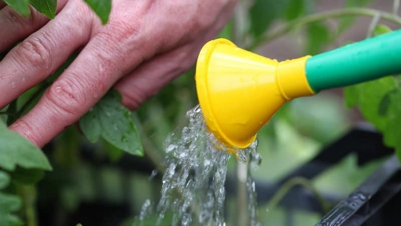 Hva du skal gjøre hvis gule flekker vises på tomatblader: diagnostiser årsaken og bekjemp den effektivt