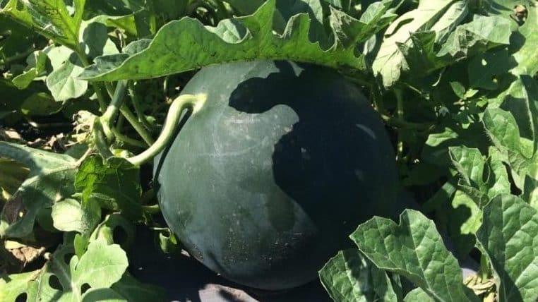 Names of early varieties of watermelons for open ground and reviews about them