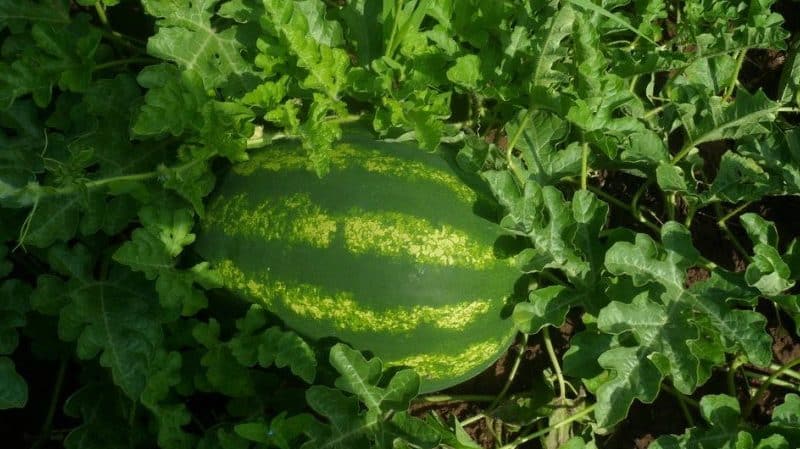 Names of early varieties of watermelons for open ground and reviews about them