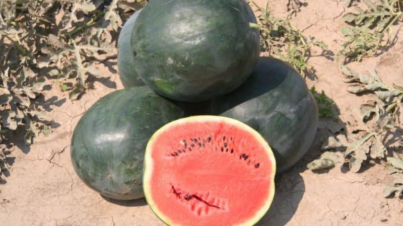 Namen früher Wassermelonensorten für den Freilandanbau und Rezensionen dazu