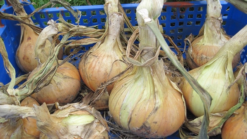 Nenáročná a mrazuvzdorná odrůda cibule Turbo