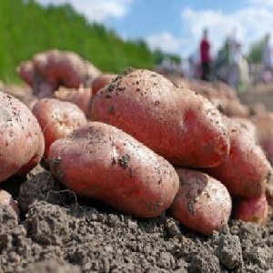 Pelbagai kentang masak awal yang bersahaja Lyubava untuk penyimpanan jangka panjang