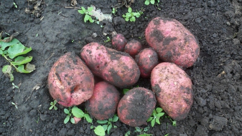 Unprätentiöse frühreifende Kartoffelsorte Lyubava für die Langzeitlagerung