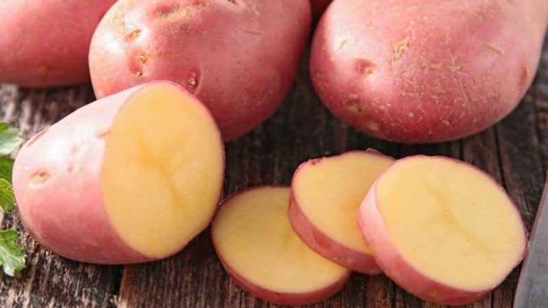 Pretentieloos vroegrijp aardappelras Lyubava voor langdurige opslag