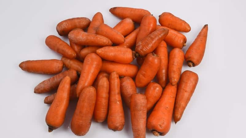 Hindi mapagpanggap mid-early carrot hybrid Red Cor