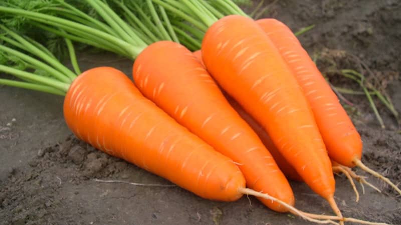 Hindi mapagpanggap mid-early carrot hybrid Red Cor