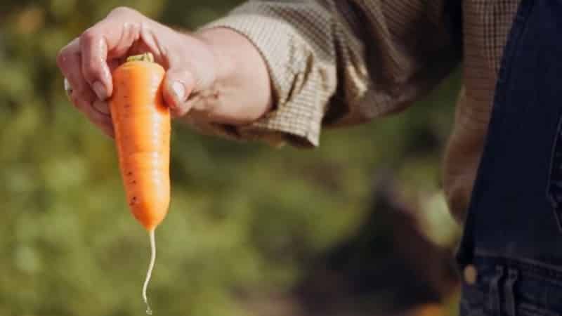 Hindi mapagpanggap mid-early carrot hybrid Red Cor