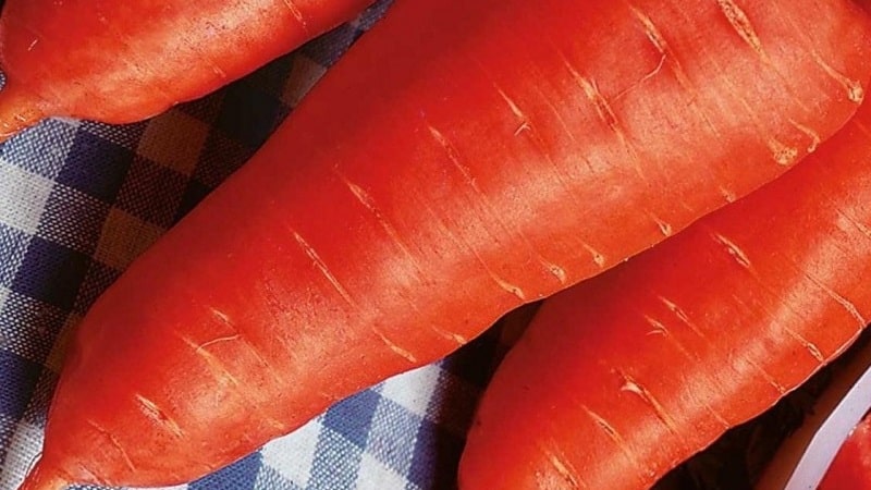 Hindi mapagpanggap mid-early carrot hybrid Red Cor