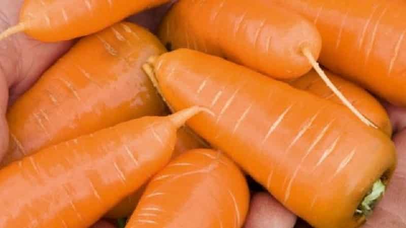 Hindi mapagpanggap mid-early carrot hybrid Red Cor