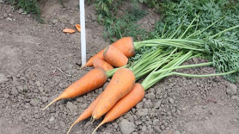 Hindi mapagpanggap mid-early carrot hybrid Red Cor