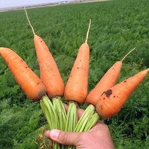 Unpretentious mid-early carrot hybrid Red Cor