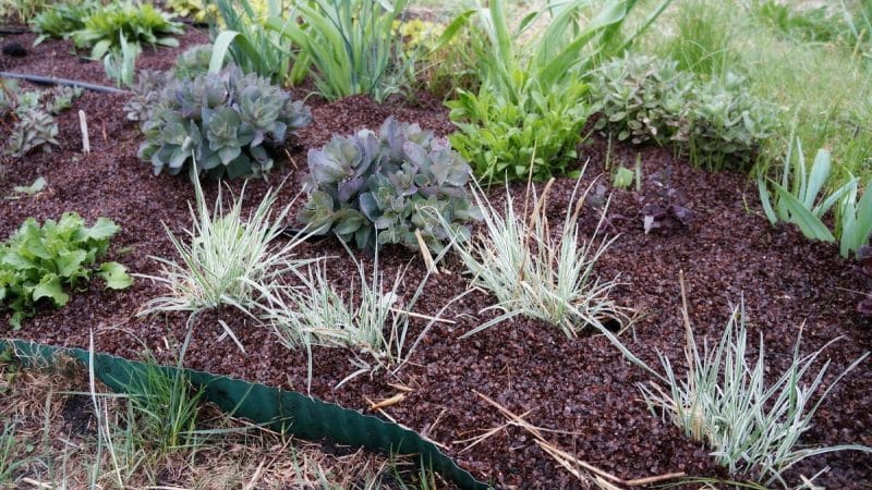 Die unglaublichen Vorteile von Buchweizenschalen im Garten