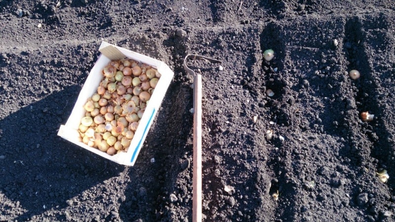 Procesar cebollas antes de plantar antes del invierno.