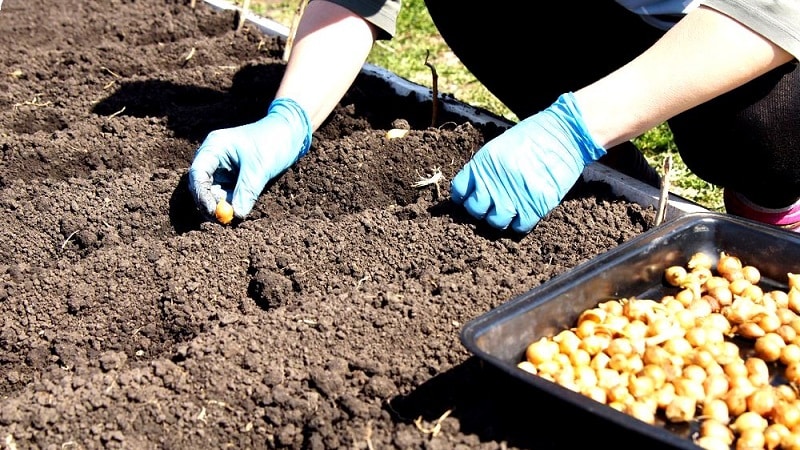 Procesar cebollas antes de plantar antes del invierno.