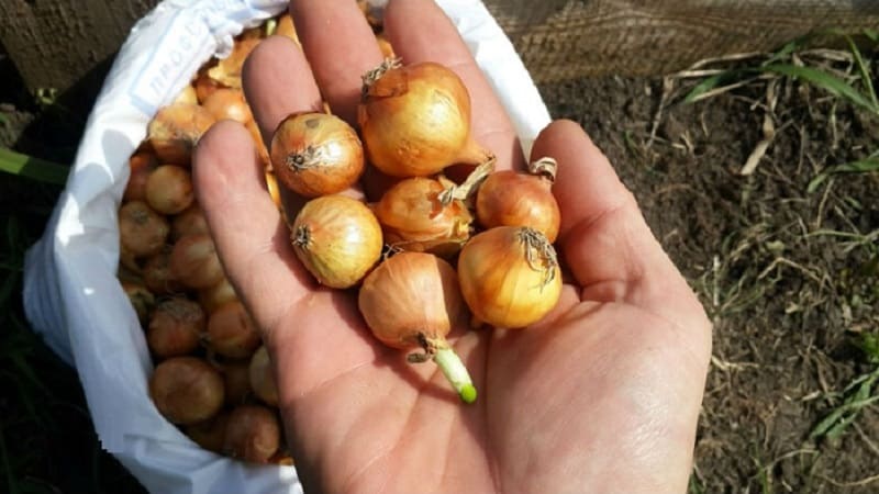 Procesar cebollas antes de plantar antes del invierno.