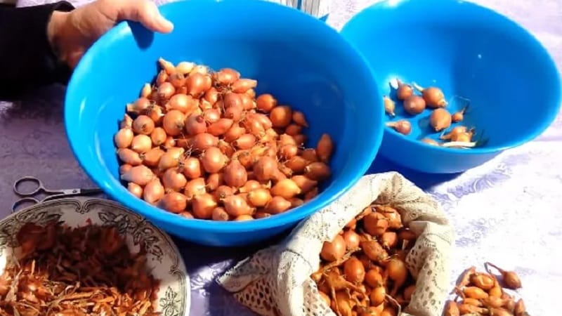 Procesar cebollas antes de plantar antes del invierno.