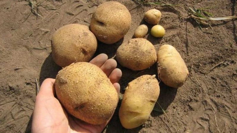 One of the most unpretentious potato varieties - Lina: description of yield and tips for growing