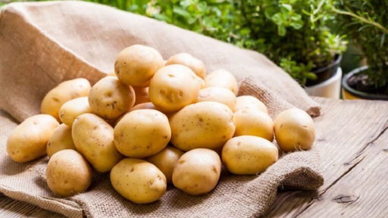 Una de les varietats de patates més sense pretensions - Lina: descripció del rendiment i consells per al cultiu